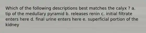 Which of the following descriptions best matches the calyx ? a. tip of the medullary pyramid b. releases renin c. initial filtrate enters here d. final urine enters here e. superficial portion of the kidney