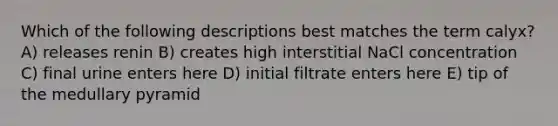 Which of the following descriptions best matches the term calyx? A) releases renin B) creates high interstitial NaCl concentration C) final urine enters here D) initial filtrate enters here E) tip of the medullary pyramid