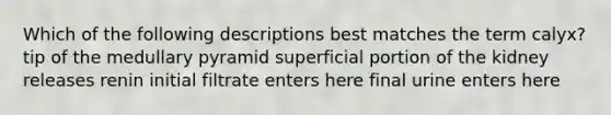 Which of the following descriptions best matches the term calyx? tip of the medullary pyramid superficial portion of the kidney releases renin initial filtrate enters here final urine enters here