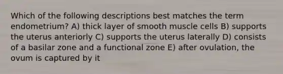 Which of the following descriptions best matches the term endometrium? A) thick layer of smooth muscle cells B) supports the uterus anteriorly C) supports the uterus laterally D) consists of a basilar zone and a functional zone E) after ovulation, the ovum is captured by it