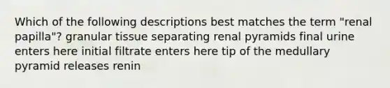 Which of the following descriptions best matches the term "renal papilla"? granular tissue separating renal pyramids final urine enters here initial filtrate enters here tip of the medullary pyramid releases renin