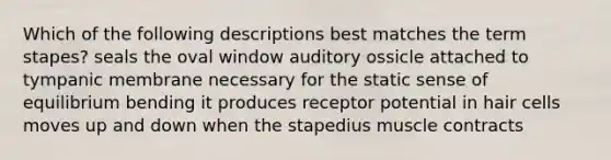 Which of the following descriptions best matches the term stapes? seals the oval window auditory ossicle attached to tympanic membrane necessary for the static sense of equilibrium bending it produces receptor potential in hair cells moves up and down when the stapedius muscle contracts