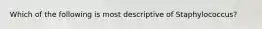 Which of the following is most descriptive of Staphylococcus?