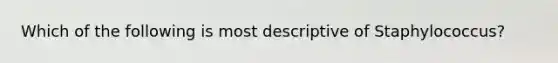 Which of the following is most descriptive of Staphylococcus?