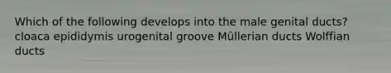 Which of the following develops into the male genital ducts? cloaca epididymis urogenital groove Müllerian ducts Wolffian ducts