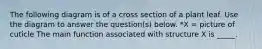 The following diagram is of a cross section of a plant leaf. Use the diagram to answer the question(s) below. *X = picture of cuticle The main function associated with structure X is _____.