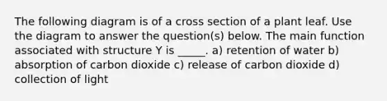 The following diagram is of a cross section of a plant leaf. Use the diagram to answer the question(s) below. The main function associated with structure Y is _____. a) retention of water b) absorption of carbon dioxide c) release of carbon dioxide d) collection of light