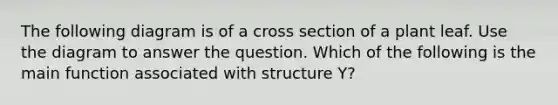 The following diagram is of a cross section of a plant leaf. Use the diagram to answer the question. Which of the following is the main function associated with structure Y?