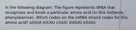 In the following diagram: The figure represents tRNA that recognizes and binds a particular amino acid (in this instance, phenylalanine). Which codon on the mRNA strand codes for this amino acid? a)GUA b)CAU c)UUC d)GUG e)UGG