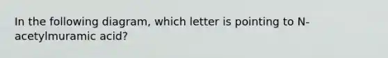 In the following diagram, which letter is pointing to N-acetylmuramic acid?