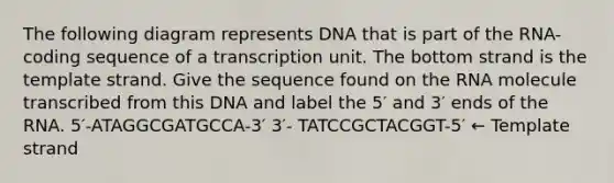 The following diagram represents DNA that is part of the RNA-coding sequence of a transcription unit. The bottom strand is the template strand. Give the sequence found on the RNA molecule transcribed from this DNA and label the 5′ and 3′ ends of the RNA. 5′-ATAGGCGATGCCA-3′ 3′- TATCCGCTACGGT-5′ ← Template strand