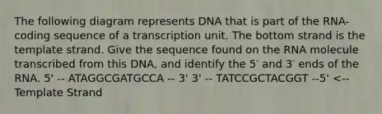 The following diagram represents DNA that is part of the RNA-coding sequence of a transcription unit. The bottom strand is the template strand. Give the sequence found on the RNA molecule transcribed from this DNA, and identify the 5′ and 3′ ends of the RNA. 5' -- ATAGGCGATGCCA -- 3' 3' -- TATCCGCTACGGT --5' <--Template Strand