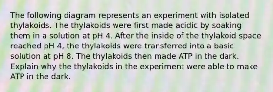 The following diagram represents an experiment with isolated thylakoids. The thylakoids were first made acidic by soaking them in a solution at pH 4. After the inside of the thylakoid space reached pH 4, the thylakoids were transferred into a basic solution at pH 8. The thylakoids then made ATP in the dark. Explain why the thylakoids in the experiment were able to make ATP in the dark.