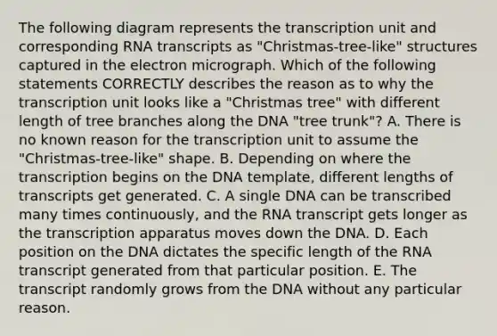 The following diagram represents the transcription unit and corresponding RNA transcripts as "Christmas-tree-like" structures captured in the electron micrograph. Which of the following statements CORRECTLY describes the reason as to why the transcription unit looks like a "Christmas tree" with different length of tree branches along the DNA "tree trunk"? A. There is no known reason for the transcription unit to assume the "Christmas-tree-like" shape. B. Depending on where the transcription begins on the DNA template, different lengths of transcripts get generated. C. A single DNA can be transcribed many times continuously, and the RNA transcript gets longer as the transcription apparatus moves down the DNA. D. Each position on the DNA dictates the specific length of the RNA transcript generated from that particular position. E. The transcript randomly grows from the DNA without any particular reason.