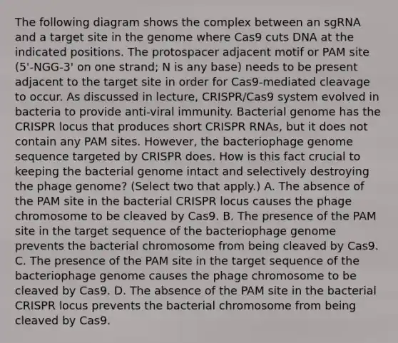 The following diagram shows the complex between an sgRNA and a target site in the genome where Cas9 cuts DNA at the indicated positions. The protospacer adjacent motif or PAM site (5'-NGG-3' on one strand; N is any base) needs to be present adjacent to the target site in order for Cas9-mediated cleavage to occur. As discussed in lecture, CRISPR/Cas9 system evolved in bacteria to provide anti-viral immunity. Bacterial genome has the CRISPR locus that produces short CRISPR RNAs, but it does not contain any PAM sites. However, the bacteriophage genome sequence targeted by CRISPR does. How is this fact crucial to keeping the bacterial genome intact and selectively destroying the phage genome? (Select two that apply.) A. The absence of the PAM site in the bacterial CRISPR locus causes the phage chromosome to be cleaved by Cas9. B. The presence of the PAM site in the target sequence of the bacteriophage genome prevents the bacterial chromosome from being cleaved by Cas9. C. The presence of the PAM site in the target sequence of the bacteriophage genome causes the phage chromosome to be cleaved by Cas9. D. The absence of the PAM site in the bacterial CRISPR locus prevents the bacterial chromosome from being cleaved by Cas9.