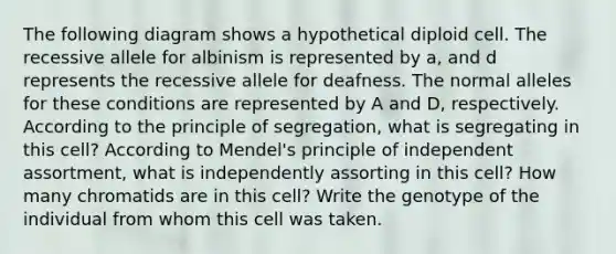 The following diagram shows a hypothetical diploid cell. The recessive allele for albinism is represented by a, and d represents the recessive allele for deafness. The normal alleles for these conditions are represented by A and D, respectively. According to the principle of segregation, what is segregating in this cell? According to Mendel's principle of independent assortment, what is independently assorting in this cell? How many chromatids are in this cell? Write the genotype of the individual from whom this cell was taken.