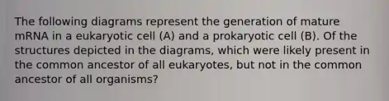 The following diagrams represent the generation of mature mRNA in a eukaryotic cell (A) and a prokaryotic cell (B). Of the structures depicted in the diagrams, which were likely present in the common ancestor of all eukaryotes, but not in the common ancestor of all organisms?