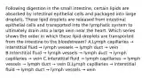 Following digestion in the small intestine, certain lipids are absorbed by intestinal epithelial cells and packaged into large droplets. These lipid droplets are released from intestinal epithelial cells and transported into the lymphatic system to ultimately drain into a large vein near the heart. Which series shows the order in which these lipid droplets are transported from the intestine to the bloodstream? A.Lymph capillaries → interstitial fluid → lymph vessels → lymph duct → vein B.Interstitial fluid → lymph vessels → lymph duct → lymph capillaries → vein C.Interstitial fluid → lymph capillaries → lymph vessels → lymph duct → vein D.Lymph capillaries → interstitial fluid → lymph duct → lymph vessels → vein