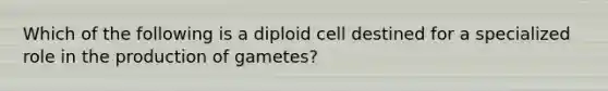 Which of the following is a diploid cell destined for a specialized role in the production of gametes?