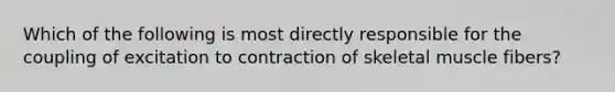 Which of the following is most directly responsible for the coupling of excitation to contraction of skeletal muscle fibers?