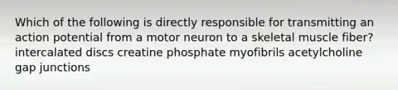 Which of the following is directly responsible for transmitting an action potential from a motor neuron to a skeletal muscle fiber? intercalated discs creatine phosphate myofibrils acetylcholine gap junctions