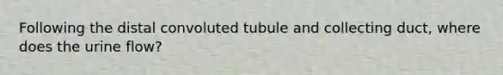 Following the distal convoluted tubule and collecting duct, where does the urine flow?