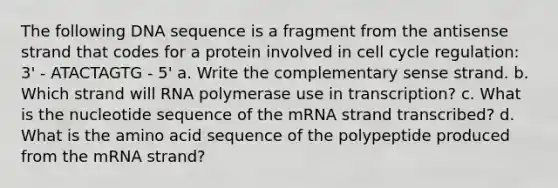 The following DNA sequence is a fragment from the antisense strand that codes for a protein involved in cell cycle regulation: 3' - ATACTAGTG - 5' a. Write the complementary sense strand. b. Which strand will RNA polymerase use in transcription? c. What is the nucleotide sequence of the mRNA strand transcribed? d. What is the amino acid sequence of the polypeptide produced from the mRNA strand?