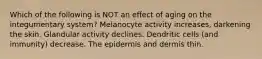 Which of the following is NOT an effect of aging on the integumentary system? Melanocyte activity increases, darkening the skin. Glandular activity declines. Dendritic cells (and immunity) decrease. The epidermis and dermis thin.