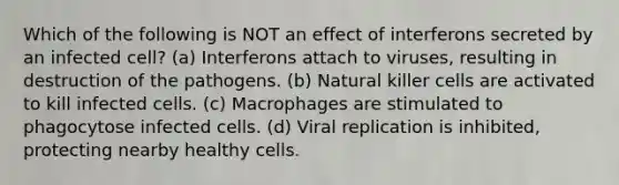 Which of the following is NOT an effect of interferons secreted by an infected cell? (a) Interferons attach to viruses, resulting in destruction of the pathogens. (b) Natural killer cells are activated to kill infected cells. (c) Macrophages are stimulated to phagocytose infected cells. (d) Viral replication is inhibited, protecting nearby healthy cells.