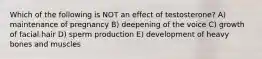 Which of the following is NOT an effect of testosterone? A) maintenance of pregnancy B) deepening of the voice C) growth of facial hair D) sperm production E) development of heavy bones and muscles