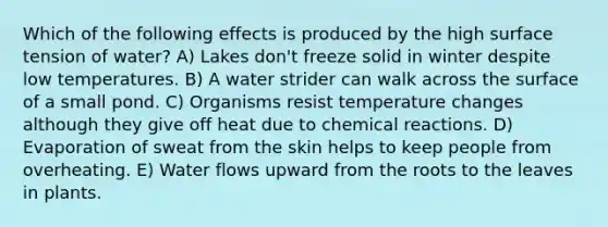 Which of the following effects is produced by the high surface tension of water? A) Lakes don't freeze solid in winter despite low temperatures. B) A water strider can walk across the surface of a small pond. C) Organisms resist temperature changes although they give off heat due to chemical reactions. D) Evaporation of sweat from the skin helps to keep people from overheating. E) Water flows upward from the roots to the leaves in plants.