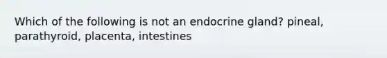 Which of the following is not an endocrine gland? pineal, parathyroid, placenta, intestines