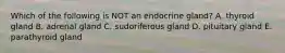 Which of the following is NOT an endocrine gland? A. thyroid gland B. adrenal gland C. sudoriferous gland D. pituitary gland E. parathyroid gland