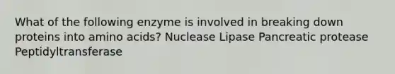 What of the following enzyme is involved in breaking down proteins into amino acids? Nuclease Lipase Pancreatic protease Peptidyltransferase