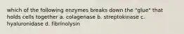 which of the following enzymes breaks down the "glue" that holds cells together a. colagenase b. streptokinase c. hyaluronidase d. fibrinolysin