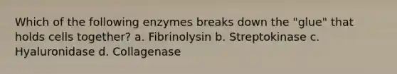 Which of the following enzymes breaks down the "glue" that holds cells together? a. Fibrinolysin b. Streptokinase c. Hyaluronidase d. Collagenase