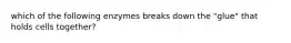 which of the following enzymes breaks down the "glue" that holds cells together?