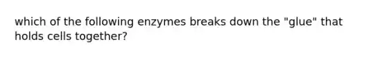 which of the following enzymes breaks down the "glue" that holds cells together?