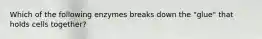 Which of the following enzymes breaks down the "glue" that holds cells together?