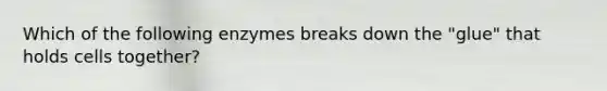 Which of the following enzymes breaks down the "glue" that holds cells together?