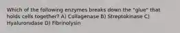 Which of the following enzymes breaks down the "glue" that holds cells together? A) Collagenase B) Streptokinase C) Hyaluronidase D) Fibrinolysin