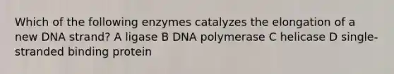 Which of the following enzymes catalyzes the elongation of a new DNA strand? A ligase B DNA polymerase C helicase D single-stranded binding protein