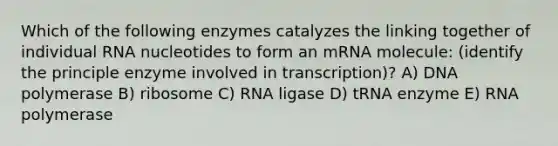 Which of the following enzymes catalyzes the linking together of individual RNA nucleotides to form an mRNA molecule: (identify the principle enzyme involved in transcription)? A) DNA polymerase B) ribosome C) RNA ligase D) tRNA enzyme E) RNA polymerase