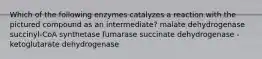 Which of the following enzymes catalyzes a reaction with the pictured compound as an intermediate? malate dehydrogenase succinyl-CoA synthetase fumarase succinate dehydrogenase -ketoglutarate dehydrogenase