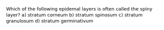 Which of the following epidemal layers is often called the spiny layer? a) stratum corneum b) stratum spinosum c) stratum granulosum d) stratum germinativum