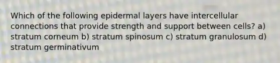 Which of the following epidermal layers have intercellular connections that provide strength and support between cells? a) stratum corneum b) stratum spinosum c) stratum granulosum d) stratum germinativum