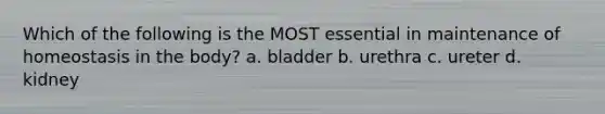 Which of the following is the MOST essential in maintenance of homeostasis in the body? a. bladder b. urethra c. ureter d. kidney