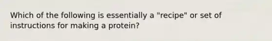 Which of the following is essentially a "recipe" or set of instructions for making a protein?