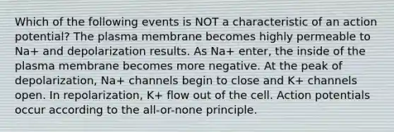 Which of the following events is NOT a characteristic of an action potential? The plasma membrane becomes highly permeable to Na+ and depolarization results. As Na+ enter, the inside of the plasma membrane becomes more negative. At the peak of depolarization, Na+ channels begin to close and K+ channels open. In repolarization, K+ flow out of the cell. Action potentials occur according to the all-or-none principle.