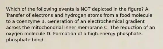 Which of the following events is NOT depicted in the figure? A. Transfer of electrons and hydrogen atoms from a food molecule to a coenzyme B. Generation of an electrochemical gradient across the mitochondrial inner membrane C. The reduction of an oxygen molecule D. Formation of a high-energy phosphate-phosphate bond